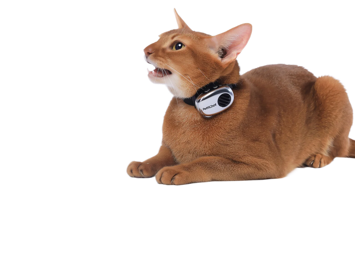 Orangefarbene Katze mit PettiChat-Halsband